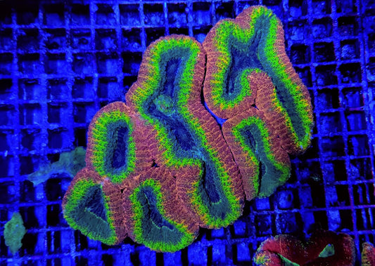 Lobophyllia spp. (Splitcolor - Premium)
