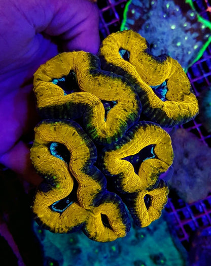 Lobophyllia spp. (Splitcolor - Premium)