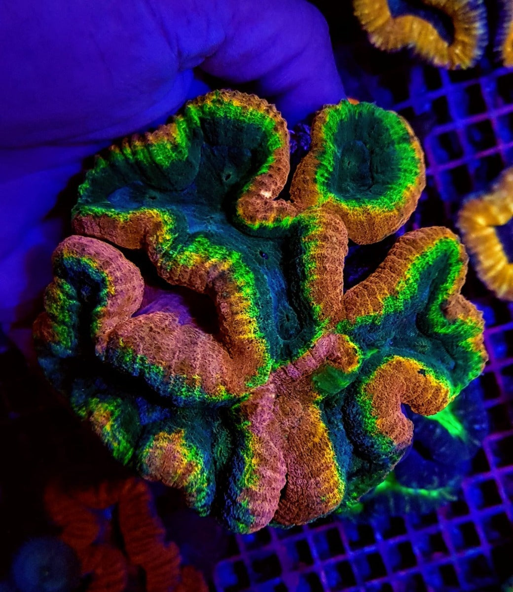 Lobophyllia spp. (Splitcolor - Premium)