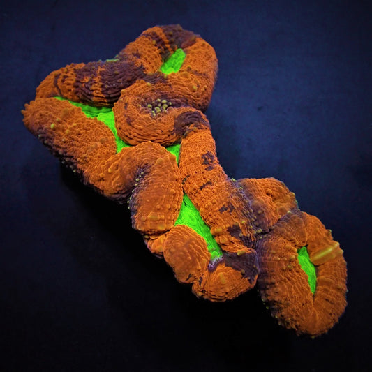 Lobophyllia spp. (Splitcolor - Premium)