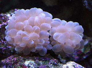 Plerogyra sinuosa
