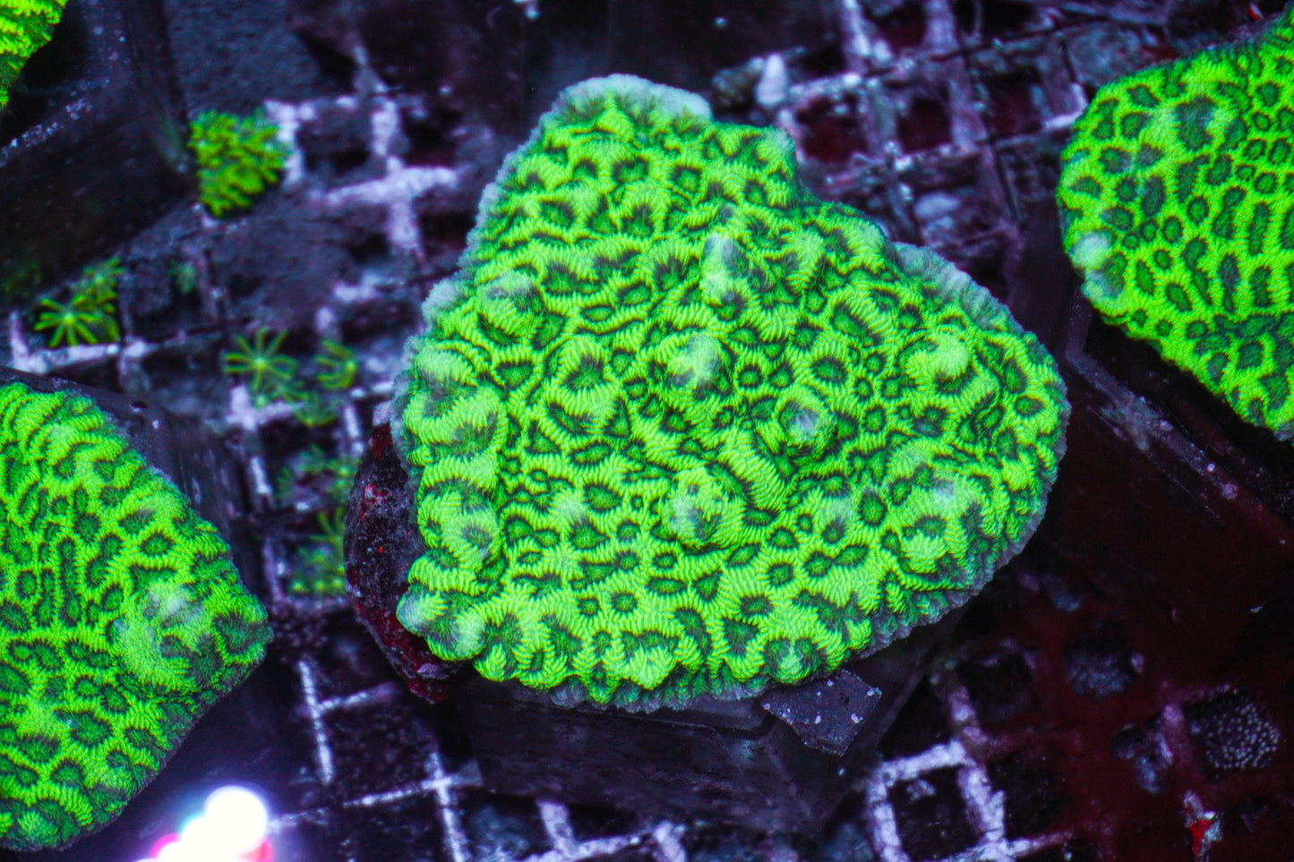 Merulina ampliata (Green)