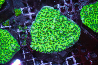 Merulina ampliata (Green)