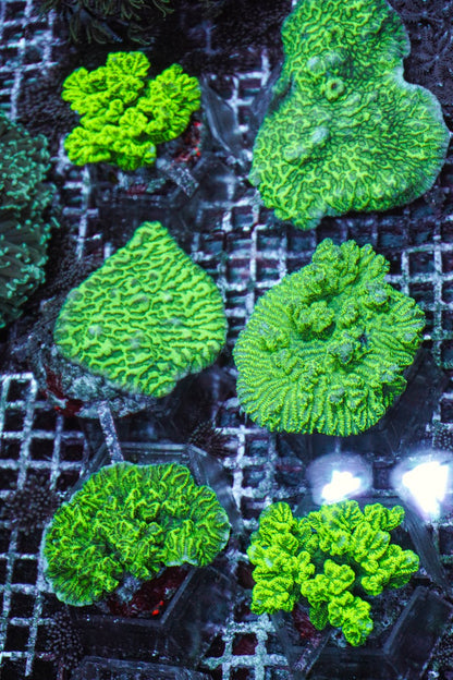 Merulina ampliata (Green)