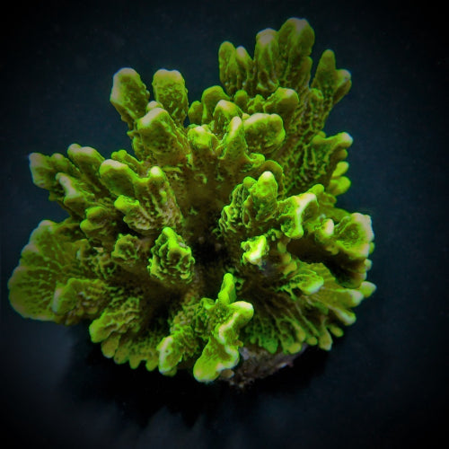 Montipora confusa
