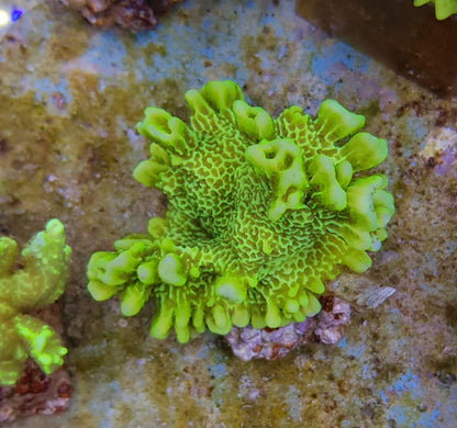 Montipora confusa