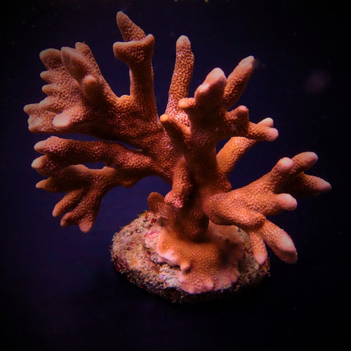 Montipora (Branched - Orange-Red)