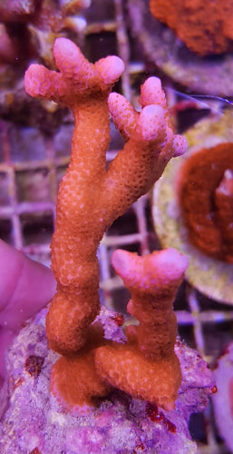 Montipora (Branched - Orange-Red)