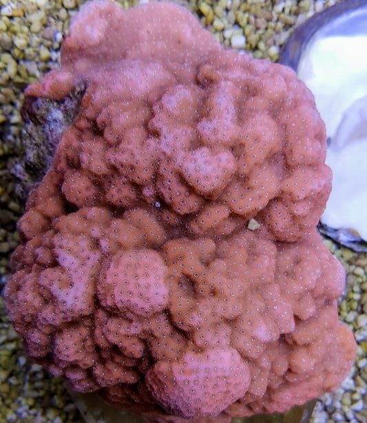 Montipora (Encrusting - Orange-Red)