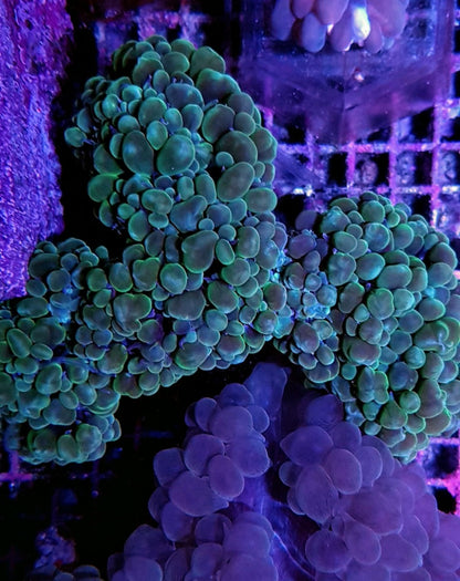 Plerogyra sinuosa (Green)