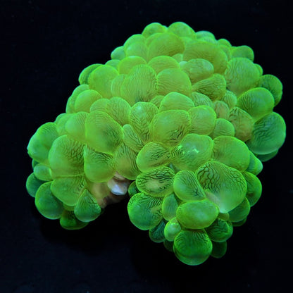 Plerogyra sinuosa (Premium)