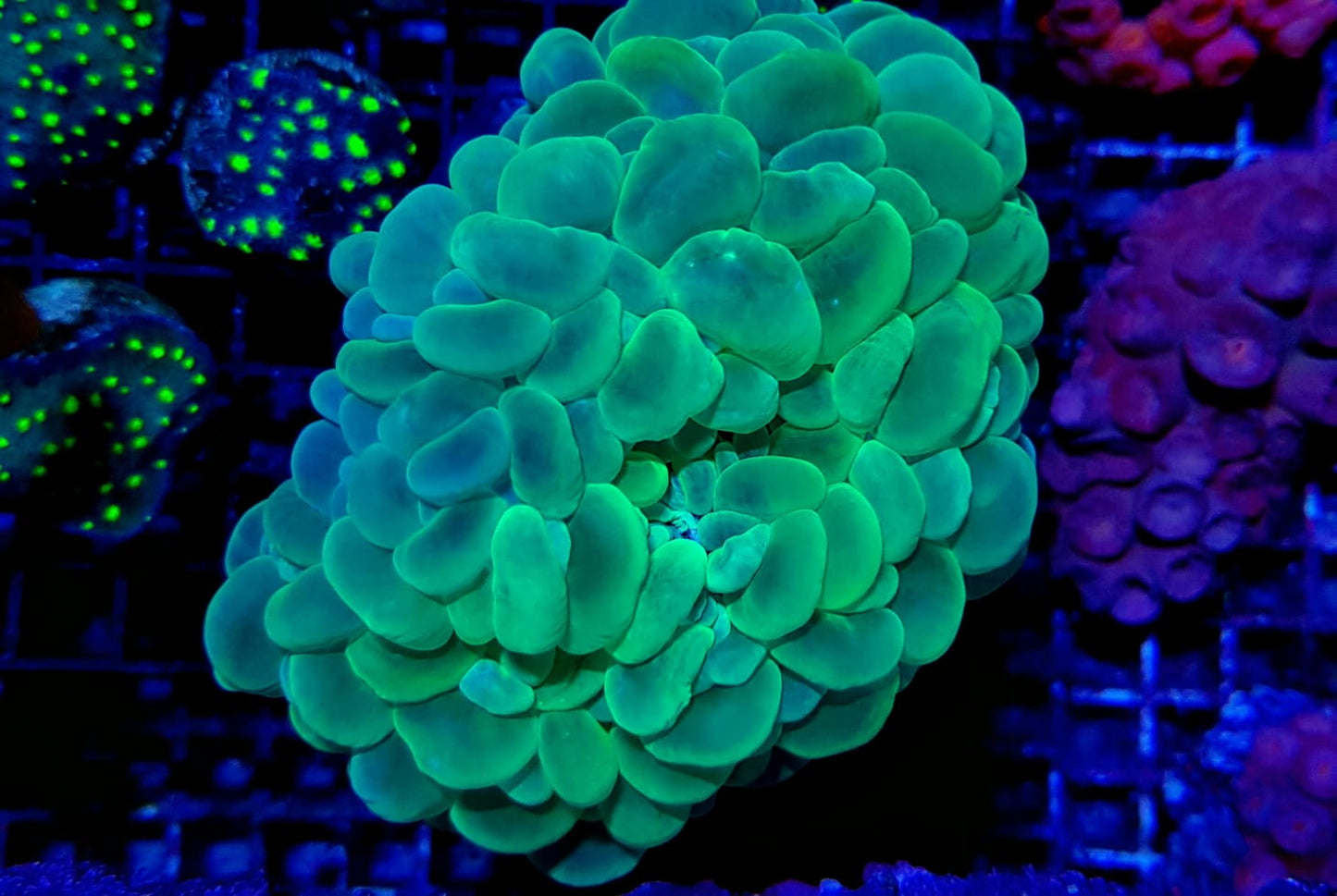 Plerogyra sinuosa (Premium)