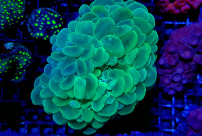 Plerogyra sinuosa (Premium)