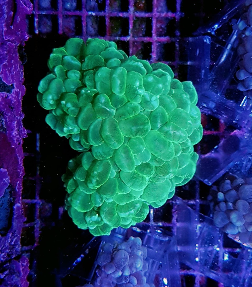 Plerogyra sinuosa (Premium)
