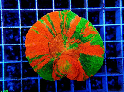 Scolymia australis (Bleeding Apple)