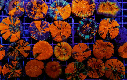 Scolymia australis (War Paint)