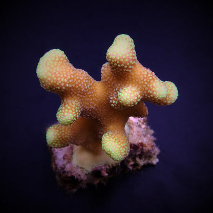 Stylophora pistillata (Groene poliep) 