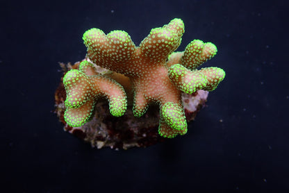 Stylophora pistillata (Groene poliep) 