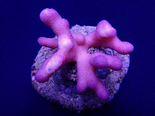 Stylophora pistillata (Tonga)