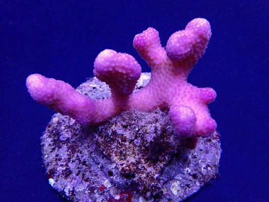 Stylophora pistillata (Tonga)