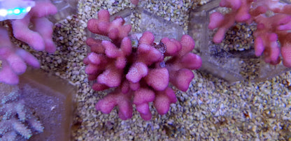 Stylophora pistillata (Tonga)