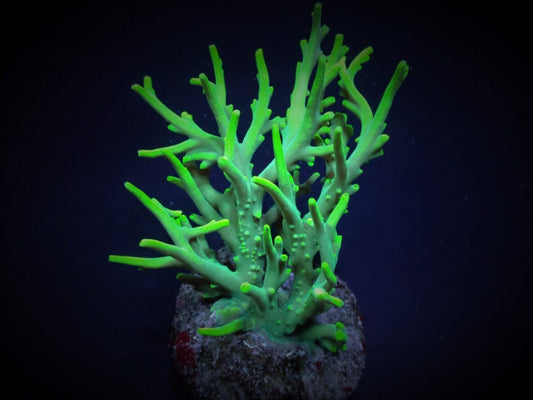 Acropora-soeharsonoi