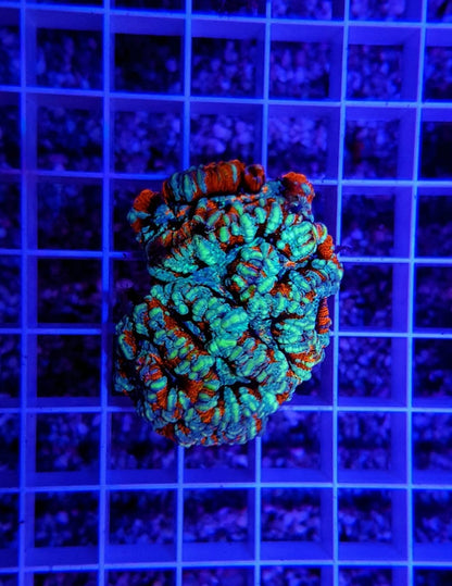 Symphyllia (Australophyllia) wilsoni (Premium)