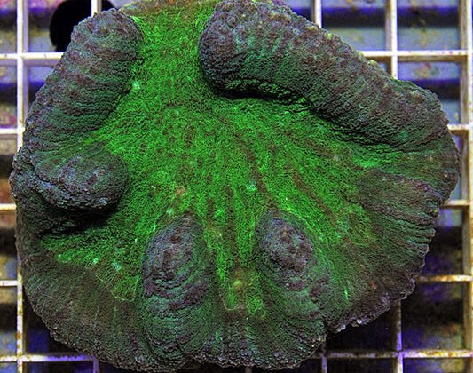 Symphyllia spp. (Oranje-Rood-Ultra)