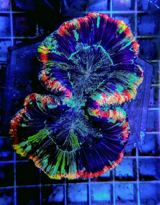 Trachyphyllia spp. (Regenboog)