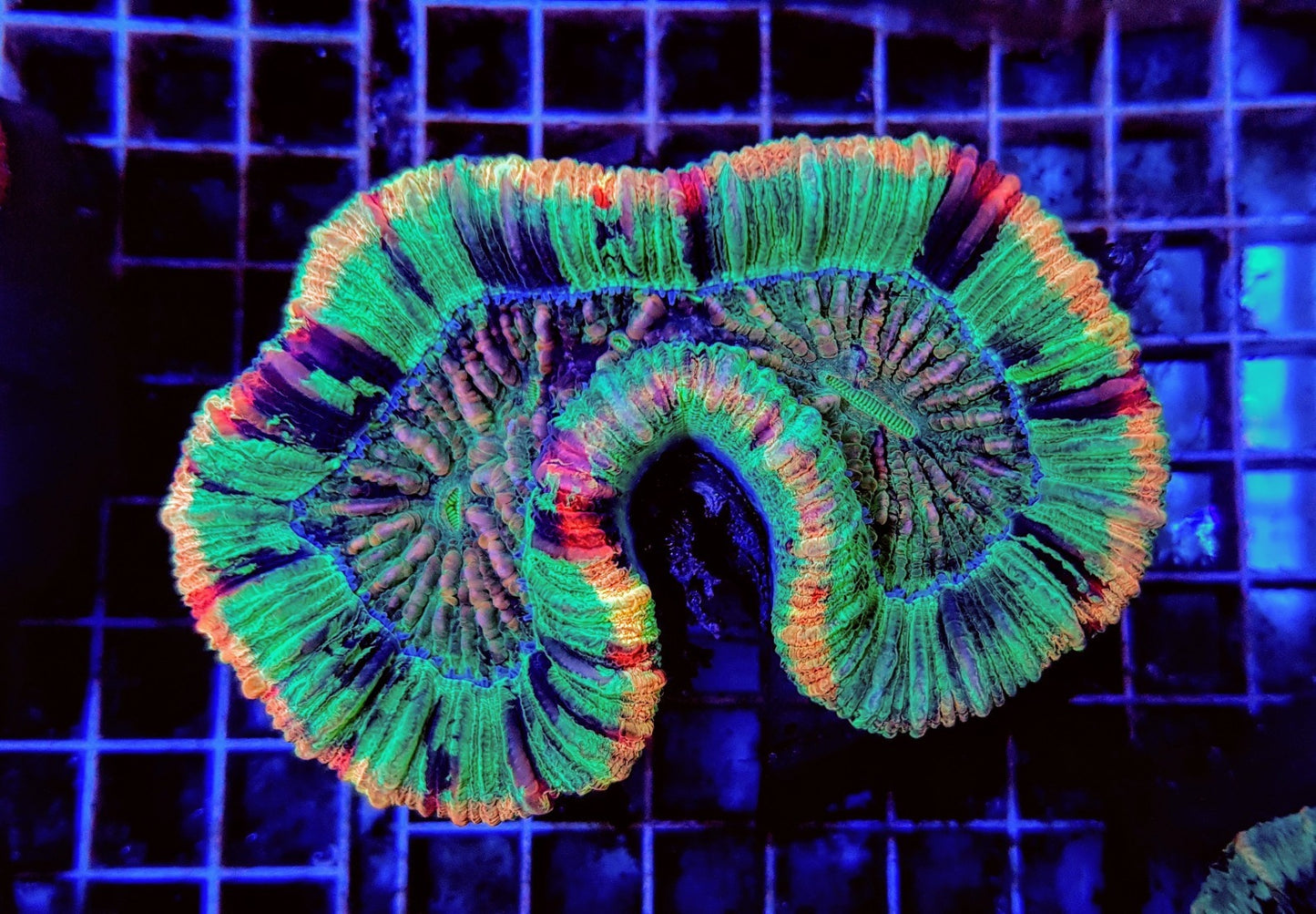 Trachyphyllia spp. (Rainbow)