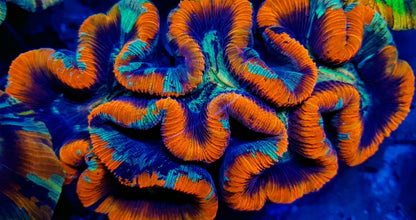 Trachyphyllia spp. (Red) (Ultra)