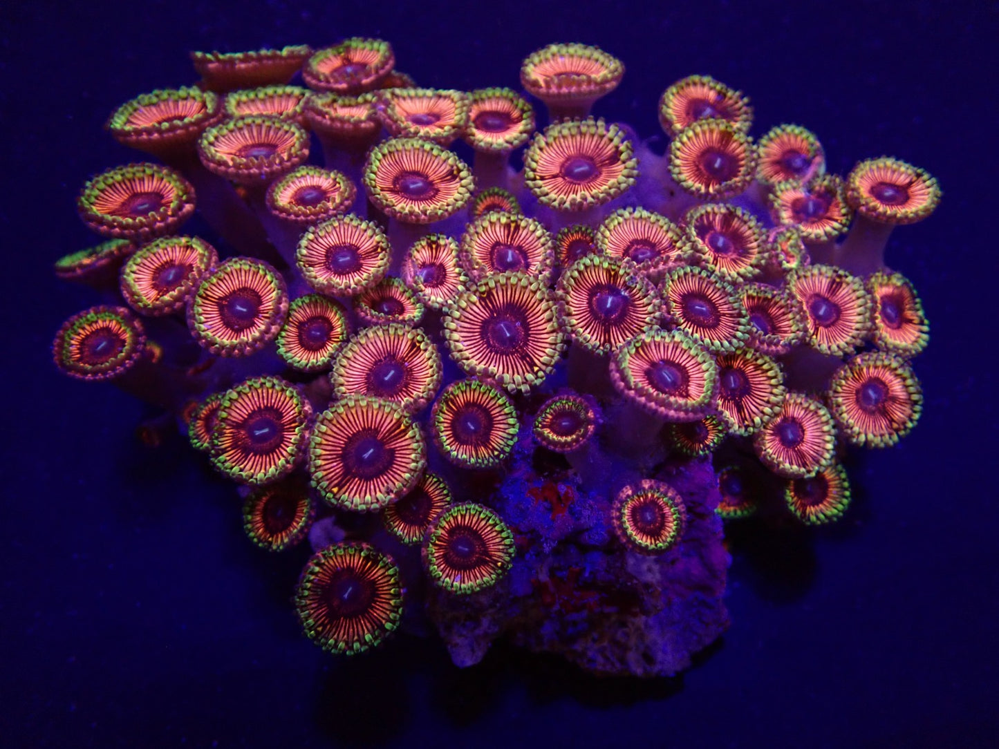 Zoanthus spp. (Ultra-Grade)