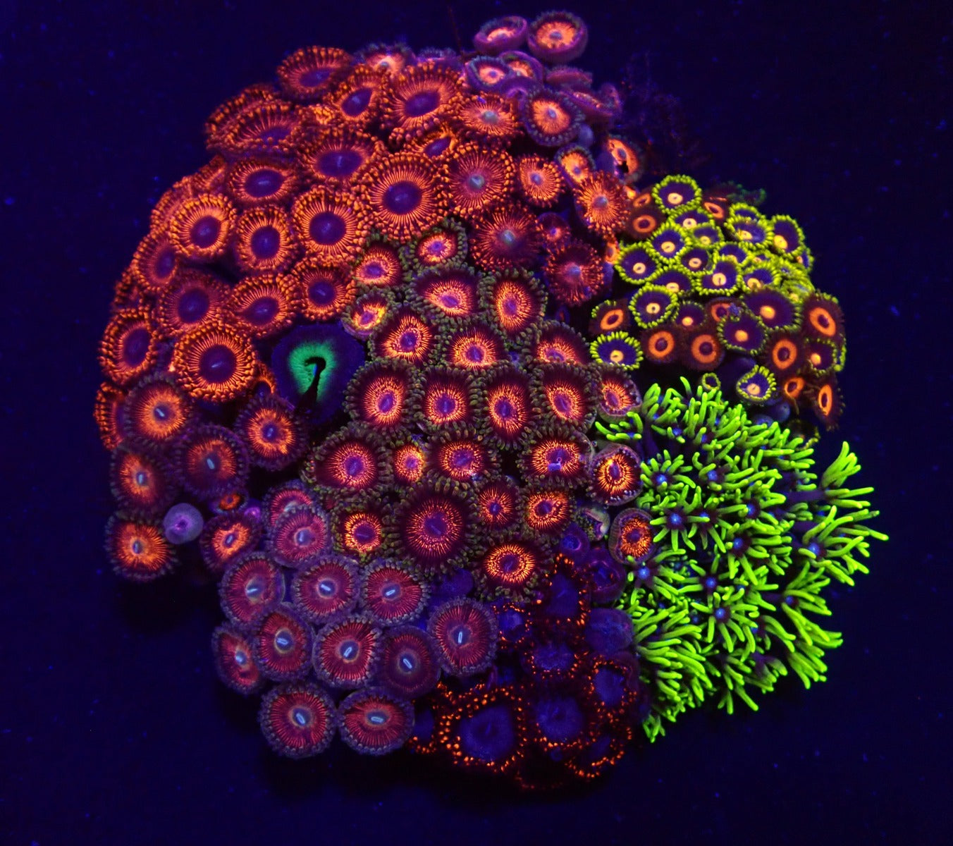 Zoanthus spp. (Ultra-Grade)